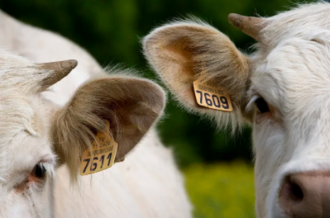 UHF Animal Ear Tags